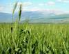 Sarbatoarea graului de Sfantul Vartolomeu