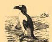 Pinguin