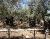 Biserica Tuturor Natiunilor - Ierusalim 